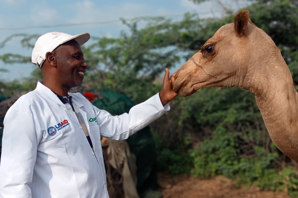 A vet inspects a camel in Kenya